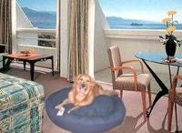 Golden retriever dog bed