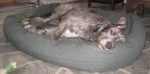 Irish Wolf Hound Dog Bed