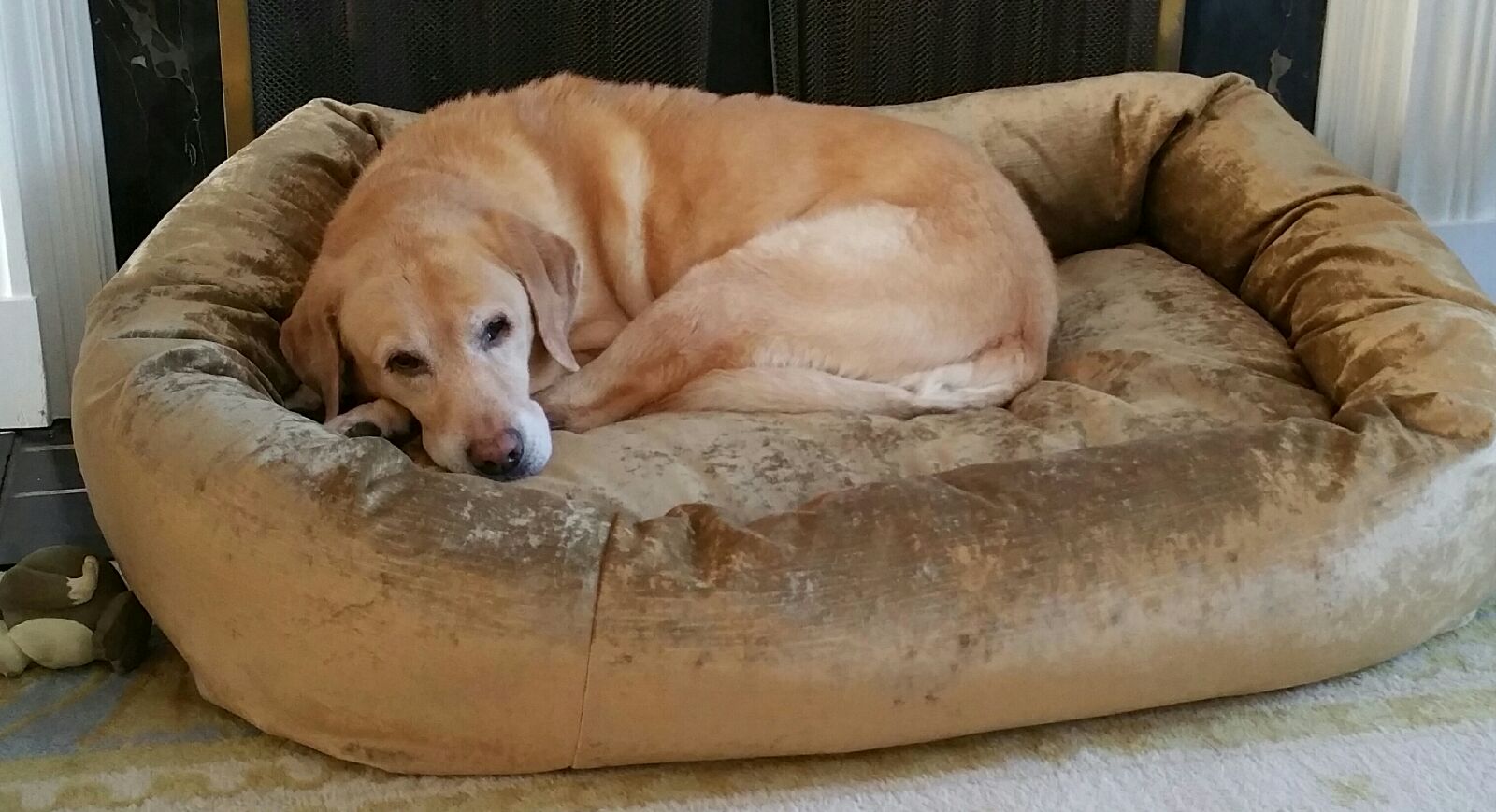 Mammoth Latex Oblong Dog Beds