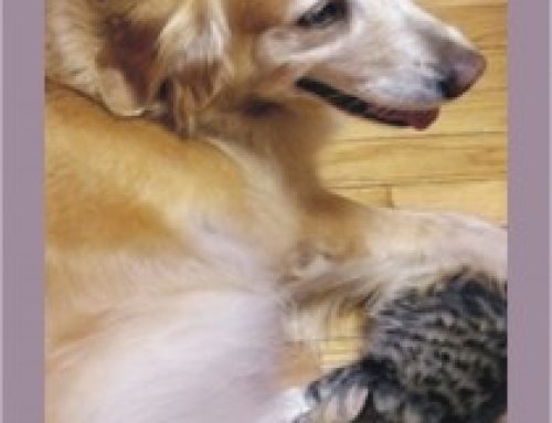 Dog Nurses Kitten