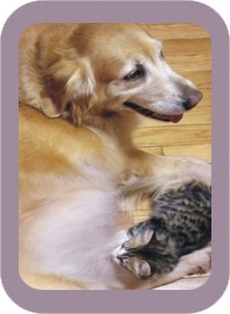 dog nursing kitten