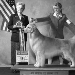 Golden Retriever Golden Retriever