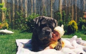 Dog Baby