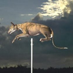 World’s highest dog jump World’s highest dog jump