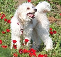 man’s best friend man’s best friend