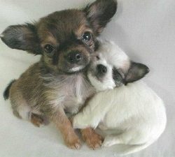 hug your dog hug your dog