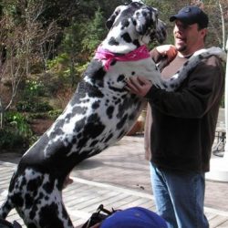 Gibson, Great Dane Dog