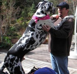 Gibson, Great Dane Dog