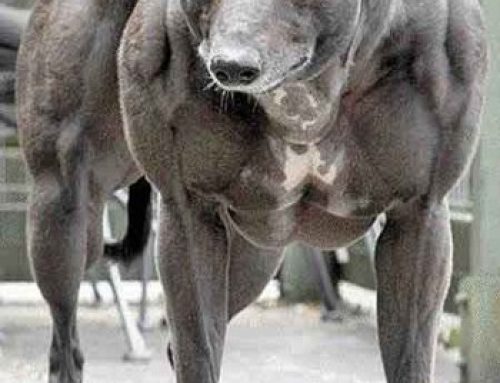 World’s Strongest Dog