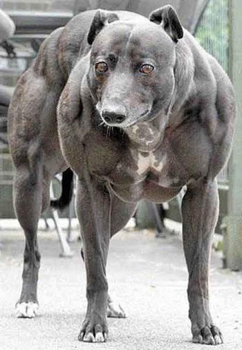 worlds strongest dog