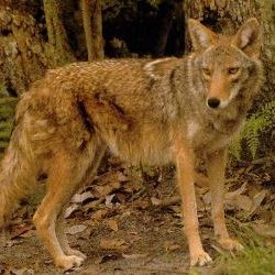 coy-wolf coy-wolf