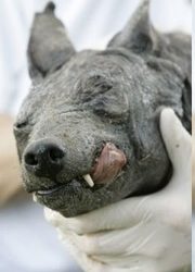 chupacabra