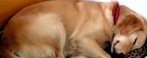 tired-dog
