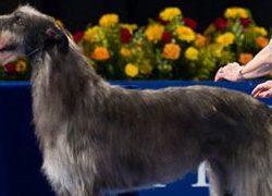 hickorywestminsterbestinshow Best in show Westminster 2011