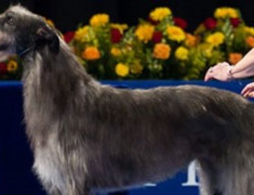 Westminster Dog Show 2011 – Hickory Won Best In Show