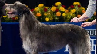 Best in show Westminster 2011