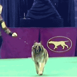 westminister1 Westminster Dog Show
