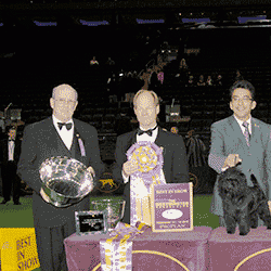 westminster best in show Westminster 137th Best In Show
