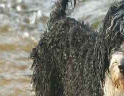 wetdog Wet Dog
