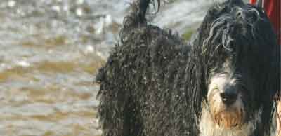 Wet Dog