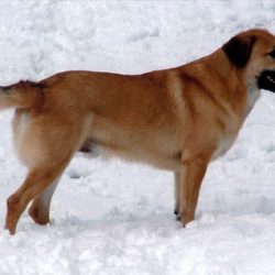 chinook chinook