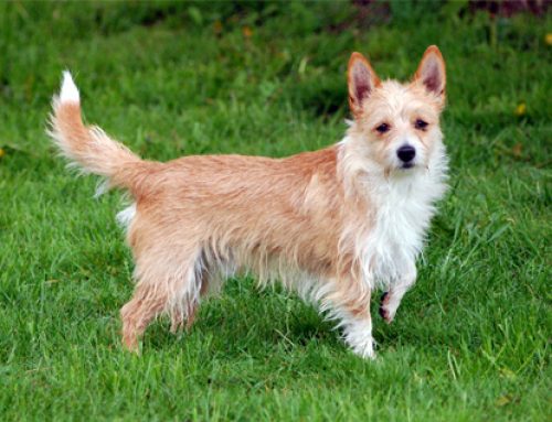 Westminster Dog Show 2014 Adds Three New Breeds