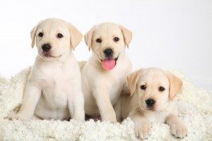 img_3-300x200