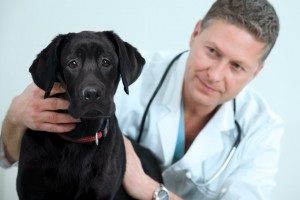 vet with dog