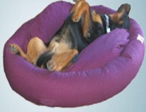 Win A Free Dog Bed Contest