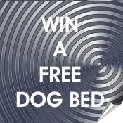 win a dog bed