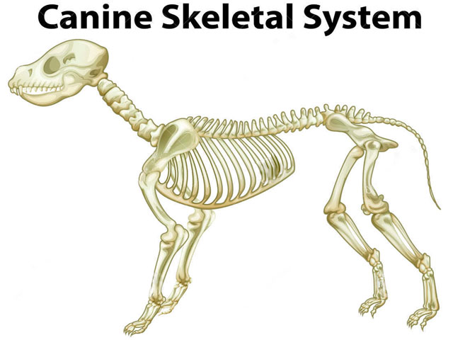 skeletal