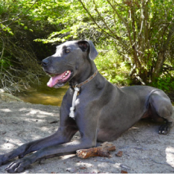 Great Dane Great Dane