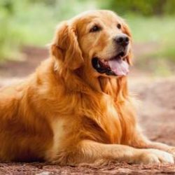 Find Out How Dogs Beds Help Develop Good Habits in Training Image