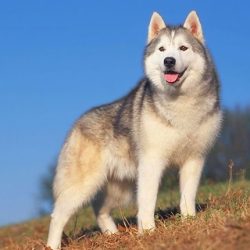 how-to-create-an-incredibly-pet-friendly-home-for-less-image how-to-create-an-incredibly-pet-friendly-home-for-less-image