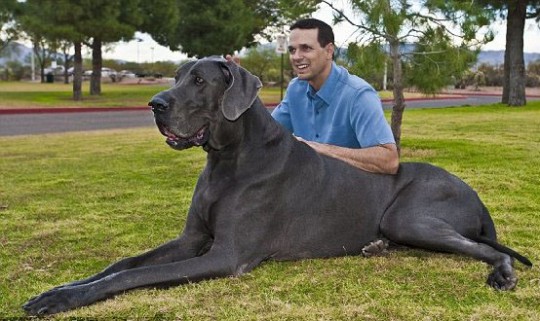 Great Dane Dog Bed