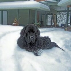how-a-mammoth-bed-can-help-feature newfoundlander in snow