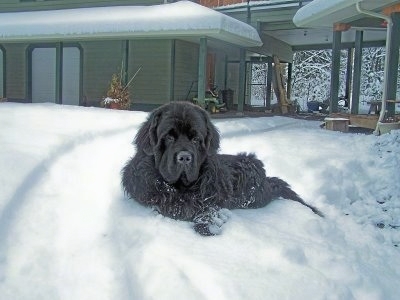 newfoundlander in snow