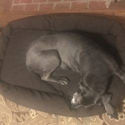 Great Dane On Dog Bed