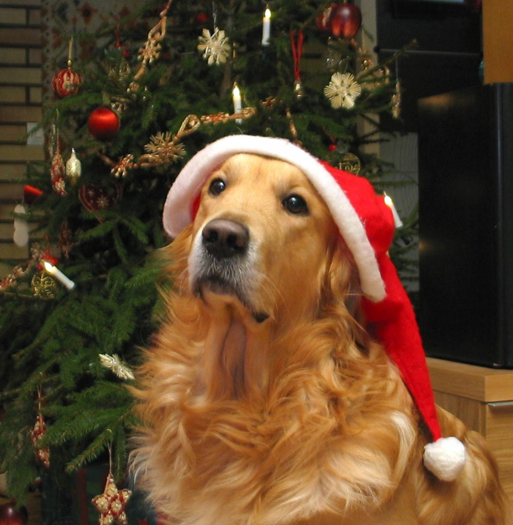 retriever with hat