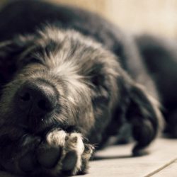 spotlight-on-the-irish-wolfhound-feature spotlight-on-the-irish-wolfhound-feature