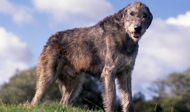 spotlight-on-the-irish-wolfhound-image