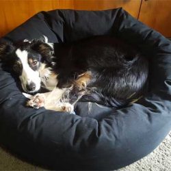 dog-on-mammoth-dog-bed