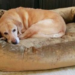 lab-on-dogbed