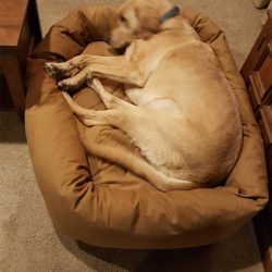 lab-on-orthopedic-mammoth-dog-bed