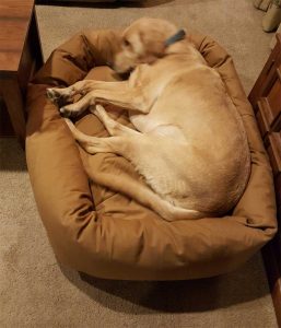 lab-on-orthopedic-mammoth-dog-bed