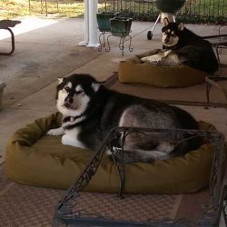 outdoor-mammoth-dog-bed-two-ddogs