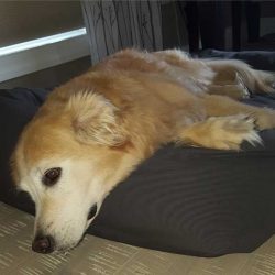 retriever-on-mammoth-dog-bed-1
