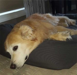 retriever-on-mammoth-dog-bed-1
