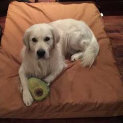 retriever-on-mammoth-pet-bed