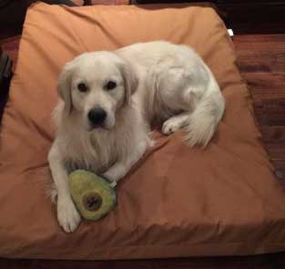 retriever-on-mammoth-pet-bed